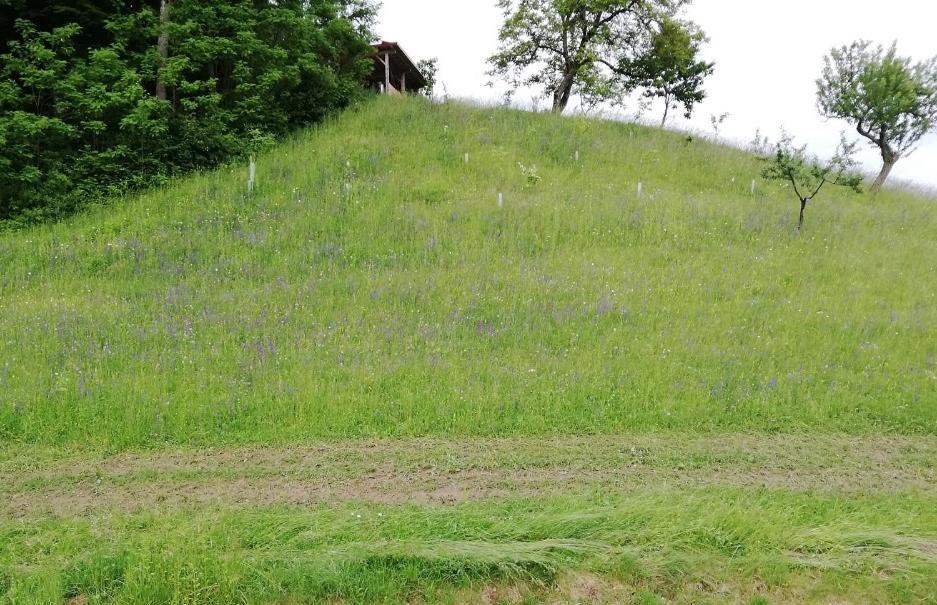 Bioferienhaus Muster - Dominkusch Possnitz Bagian luar foto